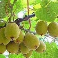 适合做头像水果图库