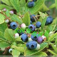 小清新卡通头像水果