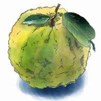 emoji抱水果头像