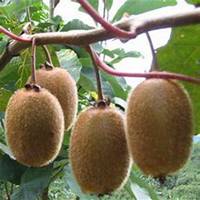 抱水果可爱卡通头像