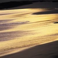 微信头像植物、风景系列