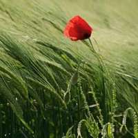 漫画头像风景唯美伤感