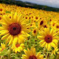 海边风景做头像