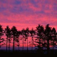 风景鸟头像好看