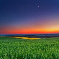 男生头像风景竹