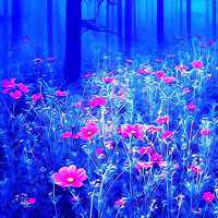 微信头像风景玫瑰花海