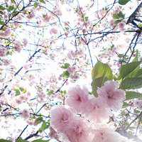 微信头像简单风景图