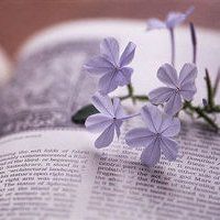 微信头像风景和人男