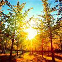 适合手机头像风景燕子