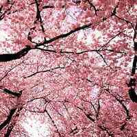 四叶草头像风景