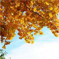 球球大作战头像风景