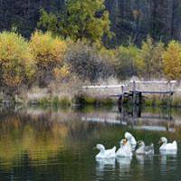 吉祥好运花风景头像
