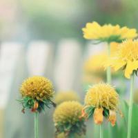 微信头像粉红色风景