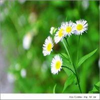 史上最漂亮头像风景