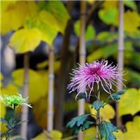 漫画头像风景唯美伤感