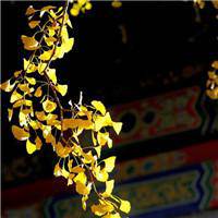 微信风景头像+圆形