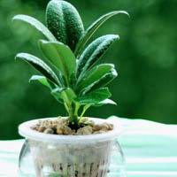 微信免费做头像风景