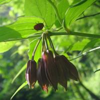 q友乐园风景头像女生头像