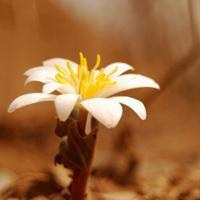 微信头像风景冰景