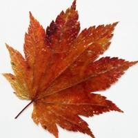 风景头像+花草+大自然