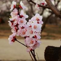 蒙古自然风景情侣头像