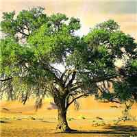 微信励志头像+风景