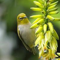 微信头像风景山水大海