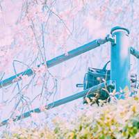 微信女生头像风景带人