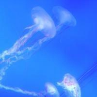 微信头像阳光风景女孩