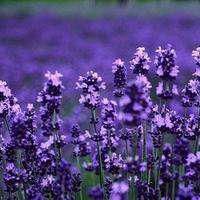 微信头像人物风景图