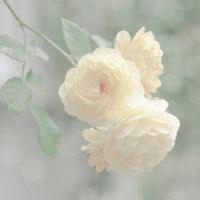 风景微信大头像女生头像