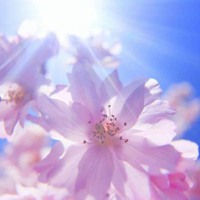 有阳光风景头像