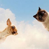 小狗头像+微信头像