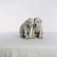 男生注视小狗头像