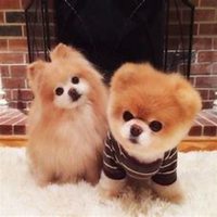 可爱小狗头像萌萌哒