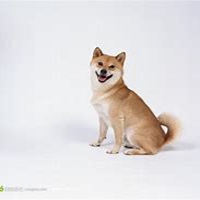 西卡微博小狗头像