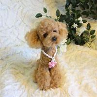 小狗头像斑点狗