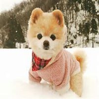 小狗头像折叠视频