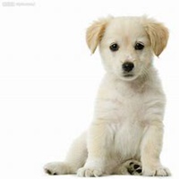 最漂亮可爱小狗头像