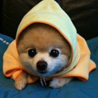 黑白小狗头像男生