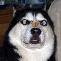 红色动画小狗头像男生