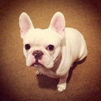 哪个明星用小狗头像