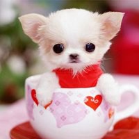 小狗头像折纸步骤