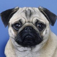 小狗头像画画软件