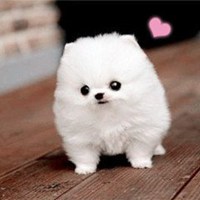 小狗头像画画像