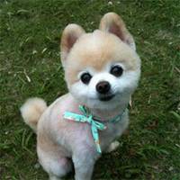 简单小狗头像超新黏土