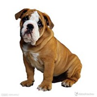 小狗头像涂色展览