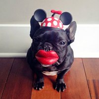 晴天小狗头像标准