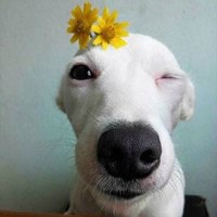 钱小佳小狗头像