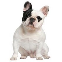 小女孩和小狗头像